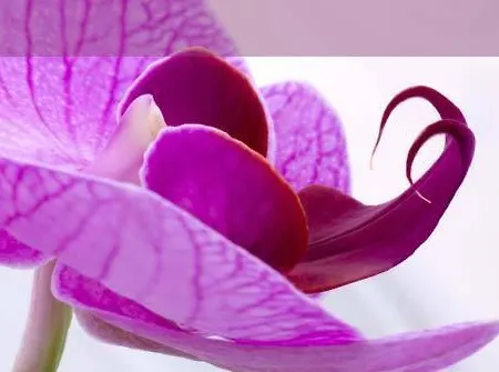 Hotel Orchidee 2*
